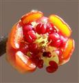  Cyathium with five glands